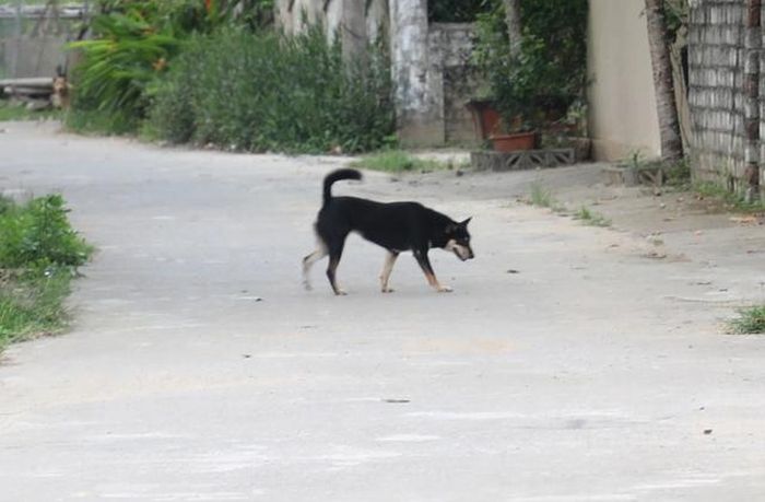 Chó thả rông ở Nghệ An. Ảnh: K.Hoan.