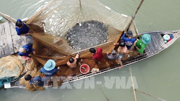 Có khi dỡ một đóng chà, người dân thu hoạch hơn 1 tấn tôm, cá các loại. Ảnh: Nhựt An - TTXVN