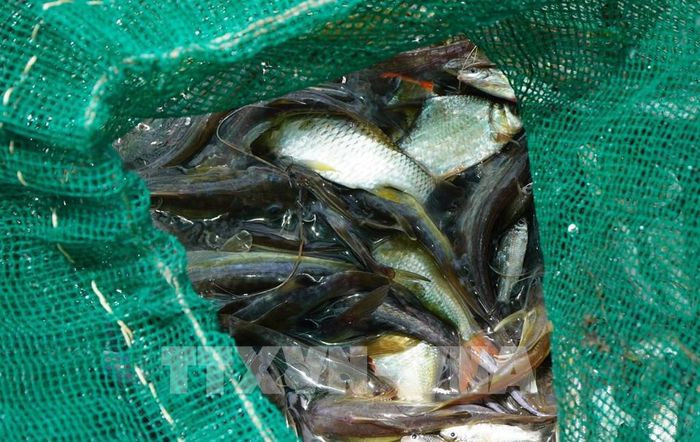 Người dân dỡ chà, bắt được nhiều loại cá. Ảnh: Nhựt An - TTXVN