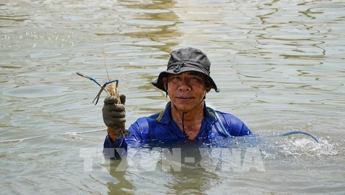 Khi dỡ chà, người dân bắt được nhiều loại thủy sản có giá trị kinh tế cao như tôm, cá trèn, cá lăng. Ảnh: Nhựt An - TTXVN