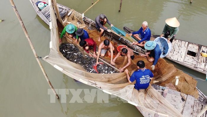 Người dân dỡ chà, bắt được nhiều loại cá. Ảnh: Nhựt An - TTXVN
