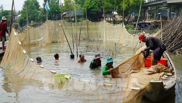 Việc dỡ chà bắt cá tạo việc làm cho nhiều lao động với mức thu nhập từ 400.000 đến 500.000 đồng/ngày (tùy quãng đường di chuyển xa hay gần). Ảnh: Nhựt An - TTXVN
