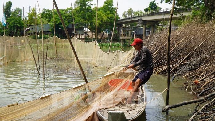 Sau khi bao lưới xung quanh đống chà, người dân kéo lưới để bắt cá. Ảnh: Nhựt An - TTXVN 