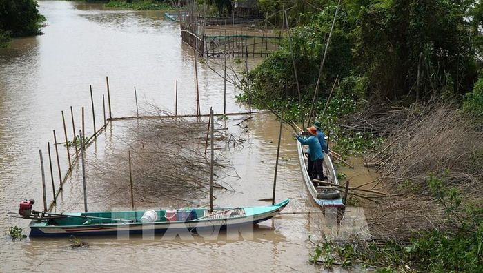 Người dân chất chà trên tuyến kênh thuộc xã Thường Phước (tỉnh Đồng Tháp). Ảnh: Nhựt An - TTXVN