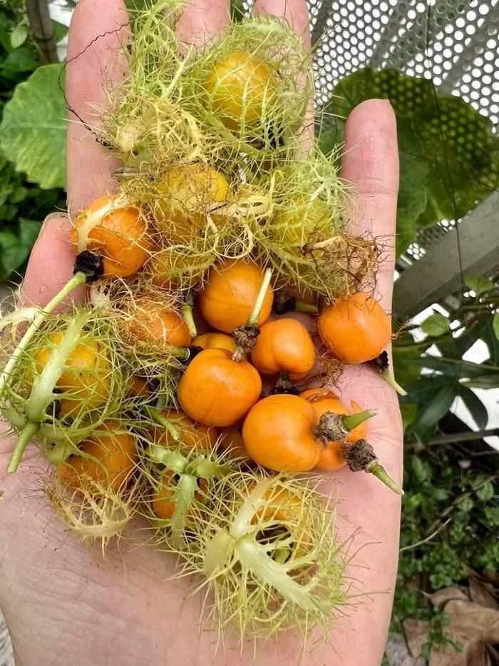  Bài đăng nhanh chóng thu hút sự quan tâm của người hâm mộ, nhiều người bày tỏ sự thích thú trước khu vườn xanh mát và những loại cây gắn liền với ký ức tuổi thơ của cô 