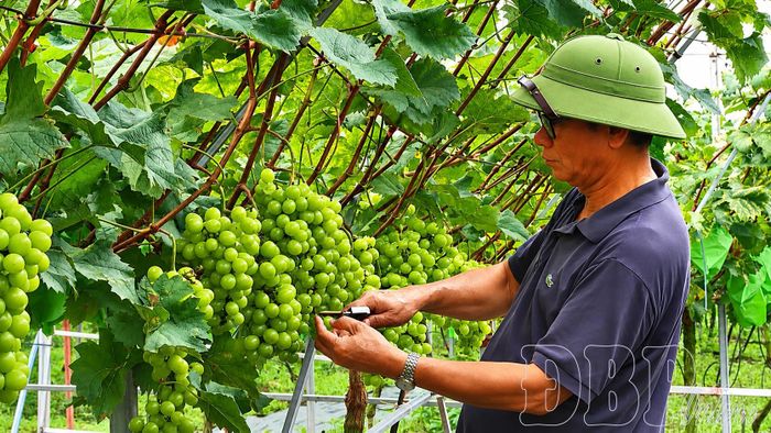 Nhiều tổ chức, cá nhân phát triển sản xuất nông nghiệp công nghệ cao trên địa bàn phường Mường Thanh.