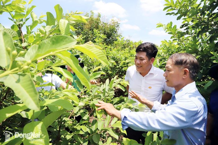 Mô hình trồng ổi hữu cơ trên địa bàn xã Xuân Bắc.