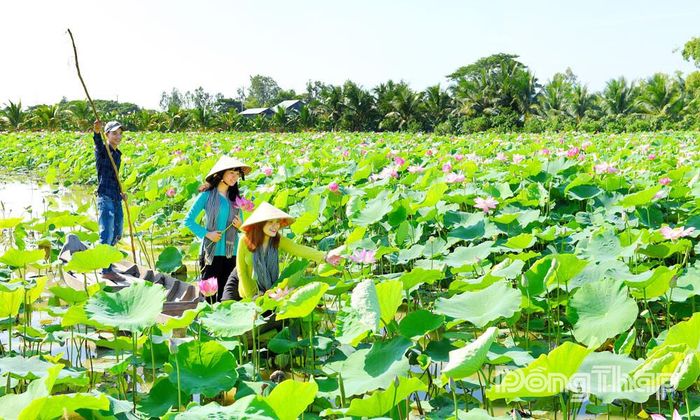 Cánh đồng sen Đồng Tháp. Ảnh minh họa: Thanh Phong