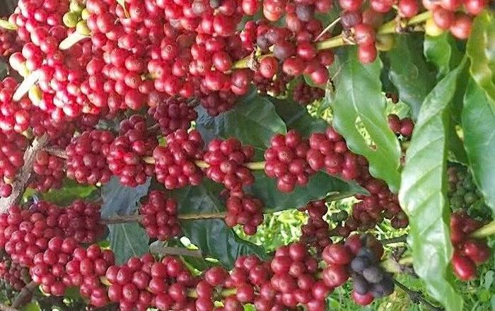 Cà phê giảm nhẹ 600 đồng/kg trong ngày 2-6. Ảnh: M.T