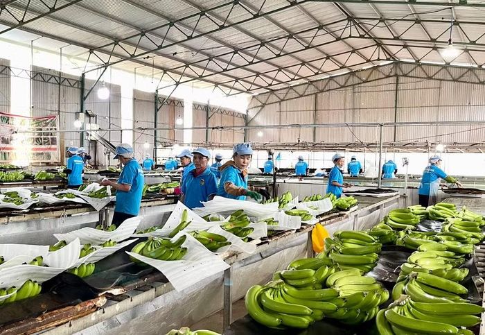  Sơ chế, đóng gói chuối xuất khẩu tại Công ty cổ phần Chăn nuôi Gia Lai thuộc Tập đoàn Hoàng Anh Gia Lai (xã Lơ Pang). Ảnh: Vũ Thảo 