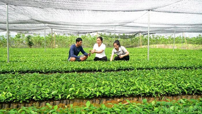 Mỗi năm gia đình cung ứng ra thị trường 80 nghìn bầu quế giống.