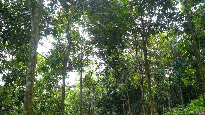 Trên 3 ha quế hữu cơ của gia đình anh Bùi Văn Mạnh.