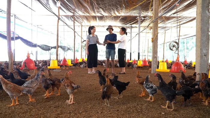Trang trại nuôi gà của gia đình anh Bùi Văn Mạnh.