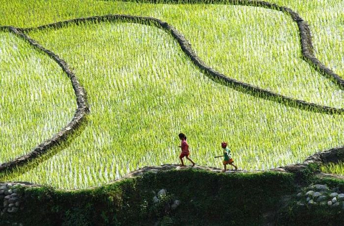  Chạy nhảy trên cánh đồng quê hương. Ảnh: Huy Trường 