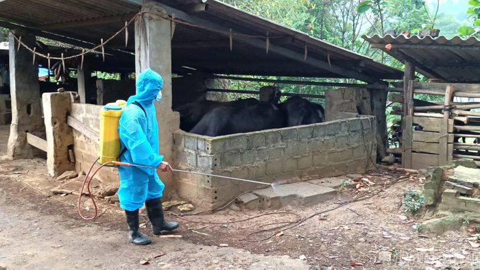 Lực lượng chức năng triển khai tiêm vắc-xin cho đàn vật nuôi và thực hiện vệ sinh, khử trùng tiêu độc môi trường chăn nuôi.