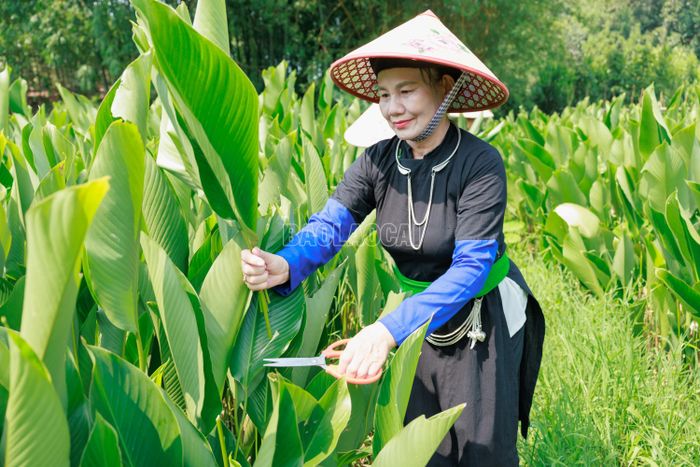 Từ những tàu lá được chăm sóc quanh năm, người dân lựa chọn những lá già, bản rộng và xanh mượt để tạo nên lớp vỏ bánh đẹp mắt, dẻo dai.