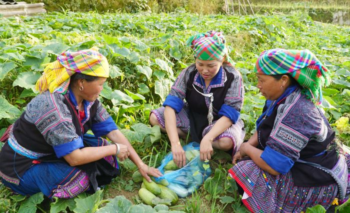 Chị Khang Thị Bla (người ở giữa) thăm Tổ hợp tác trồng dưa bản Dề Thàng.