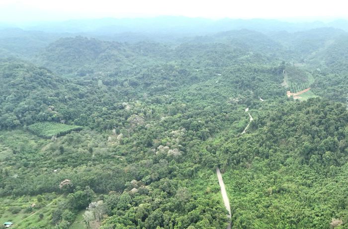Hiện trạng một phần diện tích rừng do Ban Quản lý rừng phòng hộ Tánh Linh quản lý, bảo vệ