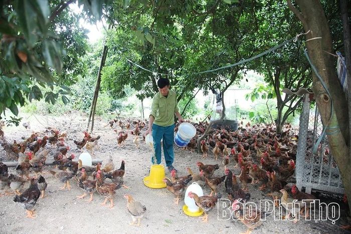 Hội viên CCB Nghiêm Xuân Nguyên, xã Tam Dương Bắc phát triển mô hình chăn nuôi hơn 3.000 con gà thịt, mang lại hiệu quả kinh tế ổn định.