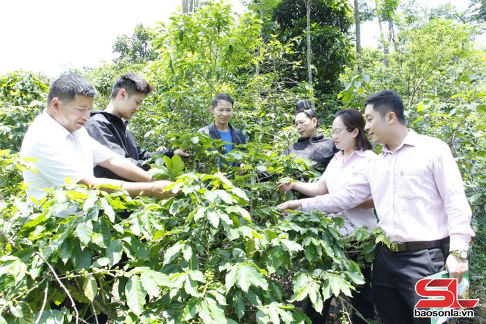 Cán bộ Ngân hàng CSXH tỉnh kiểm tra việc sử dụng vốn vay theo Quyết định số 22/2023/QĐ-TTg tại phường Chiềng An.