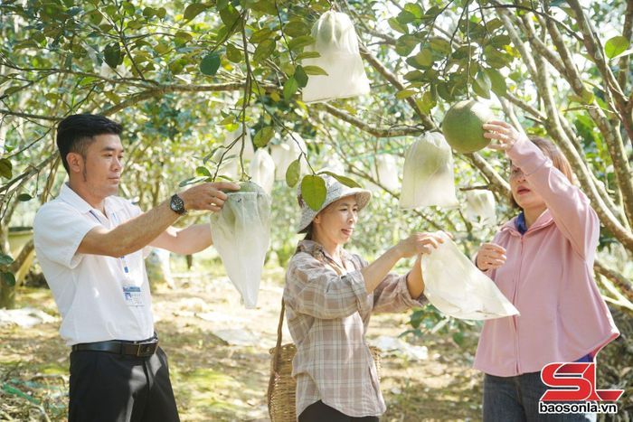 Cán bộ xã Mường Cơi hướng dẫn nhân dân bao quả bưởi.