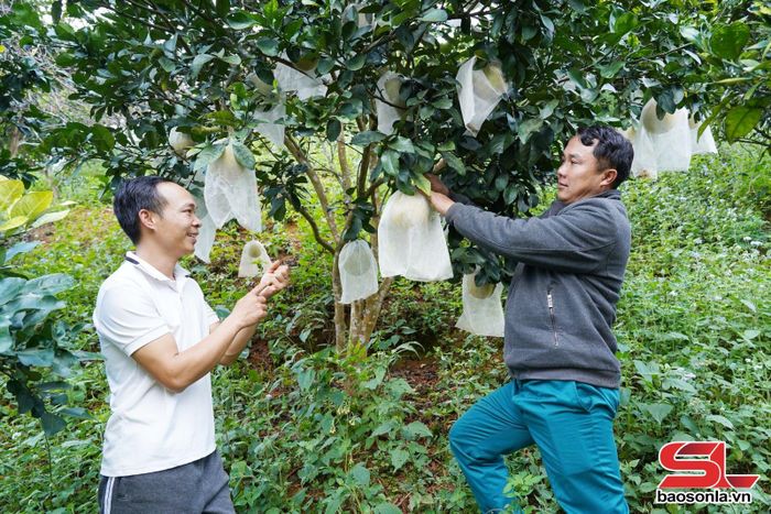 Nhân dân xã Long Hẹ sử dụng bao trái cây.