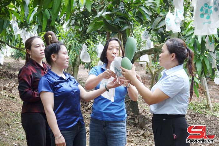 Cán bộ kỹ thuật Trung tâm Khuyến nông và Chuyển đổi số kiểm tra việc tuân thủ quy trình sản xuất tại vùng trồng xoài xã Chiềng Hặc.