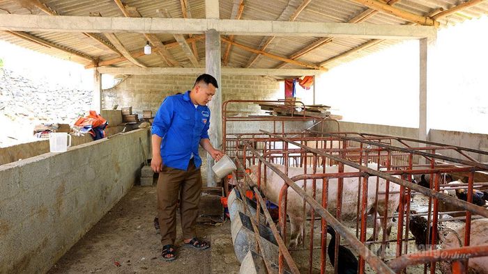 Anh Mua Mí Chá chăm sóc đàn lợn của gia đình.