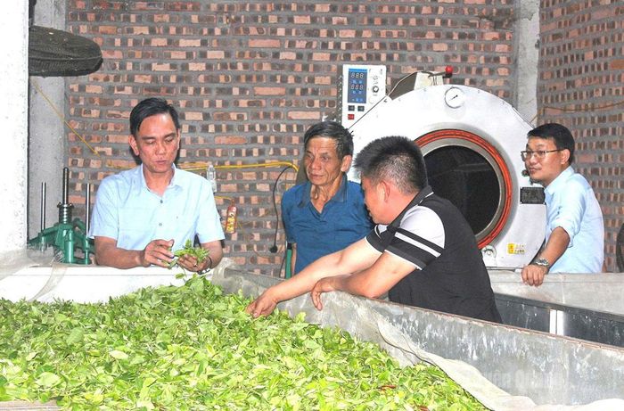 Đồng chí Đào Xuân Hòa, Phó Bí thư Đảng ủy, Chủ tịch UBND xã Trung Thịnh (đầu tiên từ trái sang) trao đổi, nắm bắt tình hình sản xuất chè tại cơ sở chế biến của người dân thôn Đông Thang.