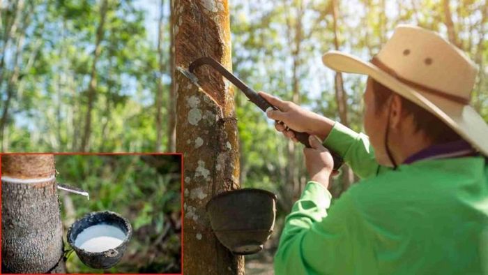 Giá thu mua mủ cao su tại các doanh nghiệp trong nước hôm nay giữ nguyên. Ảnh minh họa