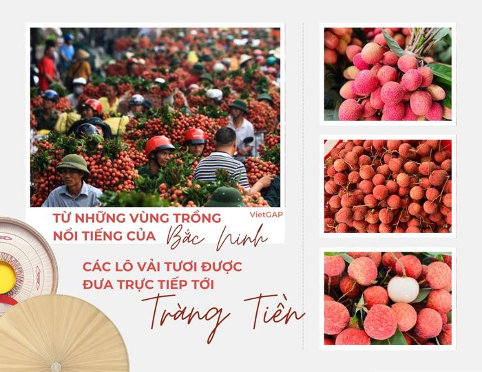 Giới thiệu vải thiều nổi tiếng của Bắc Ninh.
