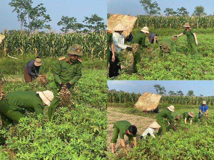 Cán bộ, chiến sĩ Công an xã Tân Trịnh xuống đồng giúp dân thu hoạch lạc.