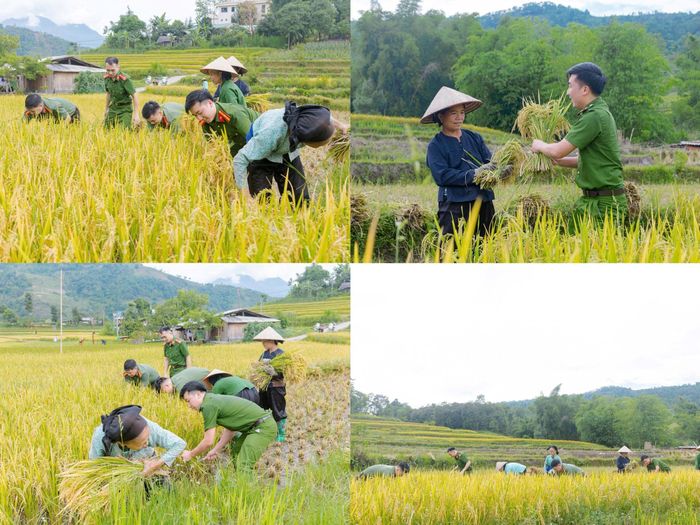Hình ảnh những chiến sĩ Công an lội ruộng, cùng người dân gặt lúa trước mùa mưa bão đã để lại ấn tượng đẹp, góp phần lan tỏa tinh thần tương thân tương ái, thắt chặt tình quân với dân.