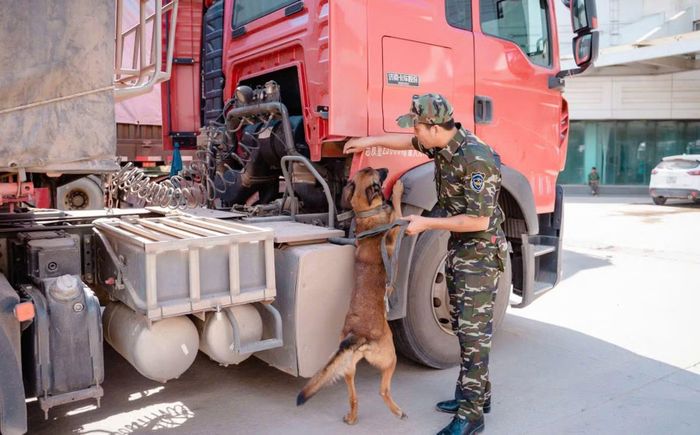 Sử dụng chó nghiệp vụ để phát hiện ma túy được cất giấu tinh vi trong những chuyến xe liên vận qua cửa khẩu Cầu Treo - Nậm Phao.