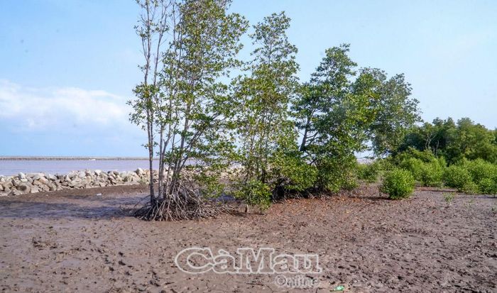 Thời gian qua, tỉnh triển khai nhiều giải pháp, từ công trình đến phi công trình nhằm bảo vệ và khôi phục rừng phòng hộ ven biển, giảm thiệt hại do tác động của các loại hình thiên tai.