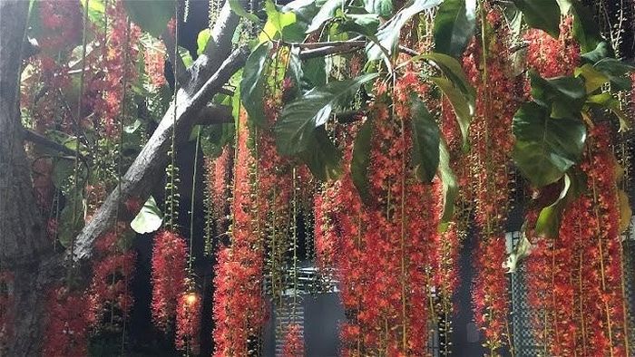Không chỉ giúp thu hút tiền bạc, cây lộc vừng còn có tác dụng giữ lộc, giúp gia đình duy trì sự ổn định về tài chính trong thời gian dài. Ảnh minh họa