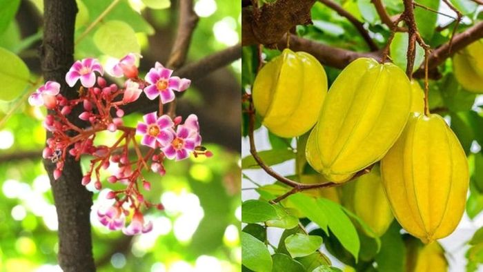 Những chùm khế chín vàng, mọc sai trĩu cành có hình dáng như những đồng tiền nhỏ, tượng trưng cho sự giàu có và may mắn. Ảnh minh họa
