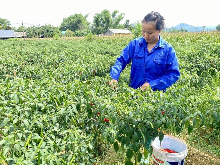  Gia đình bà Mã Thị Xinh, xóm Nà Tẻng, xã Hòa An trồng 1.200 m2 ớt hữu cơ, sản lượng ước đạt trên 2 tấn quả ớt tươi, thu lãi gần 30 triệu đồng/vụ. Ảnh Quốc Sơn 