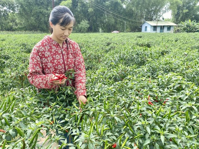  Nguồn thu nhập ổn định từ trồng ớt hữu cơ giúp các hộ dân xóm Nà Tẻng, xã Hòa An cải thiện đời sống, có điều kiện giảm nghèo bền vững và từng bước vươn lên làm giàu. Ảnh Quốc Sơn 