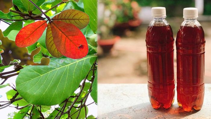 Lá bàng có tác dụng hỗ trợ chống viêm và có tác dụng kháng khuẩn, kháng nấm (Ảnh minh họa)