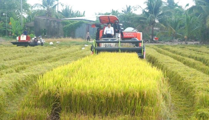 Thu hoạch lúa phát thải thấp tại thành phố Cần Thơ. Ảnh: Ca Linh 