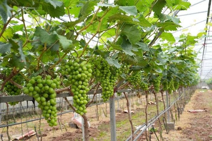 Hiện vườn của ông Dương Thành Công trồng 480 gốc nho. Ảnh: Vân Thư