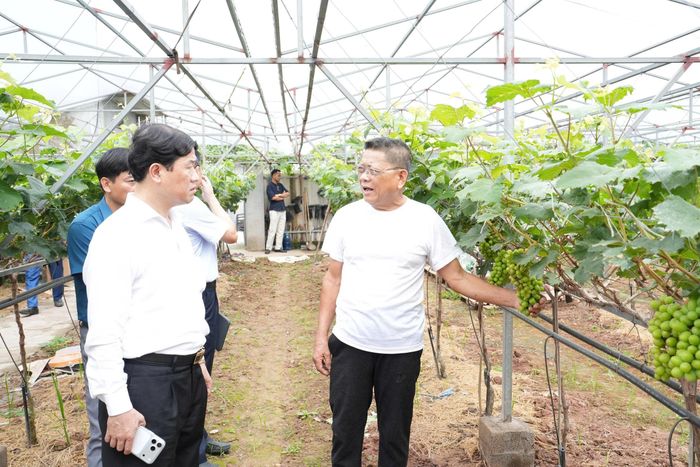 Ông Dương Thành Công (bên phải) giới thiệu về giống nho mẫu đơn. Ảnh: Vân Thư