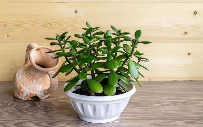 Trong quan niệm phong thủy, cây ngọc bích được xem như một biểu tượng mang lại sức khỏe, bình an và may mắn trong cuộc sống.