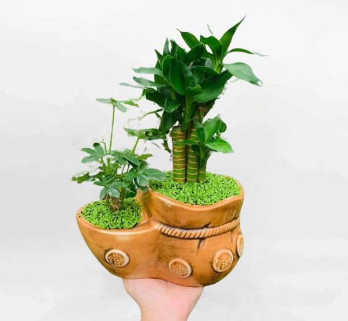 Cây phát lộc thường được kết thành từng tháp hoặc trồng trong bình nước trang trọng.