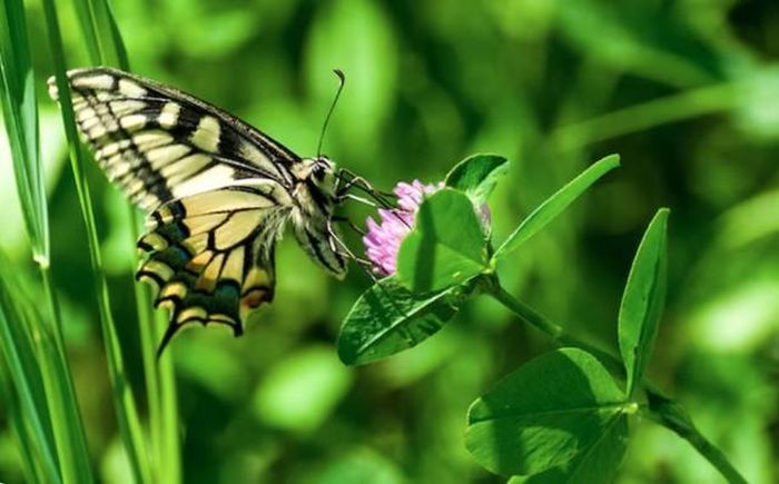 Sự sáng tạo kết hợp với tinh thần dám nghĩ dám làm giúp người sinh ngày 23 Âm lịch từng bước gặt hái thành công trong công việc. Ảnh minh họa