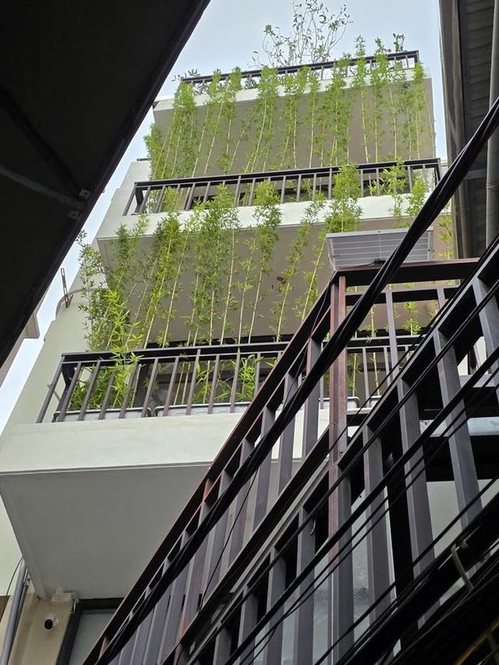 Trồng cây sẽ tạo lớp chống nắng cho nhà hướng Tây. Ảnh Hân Gia