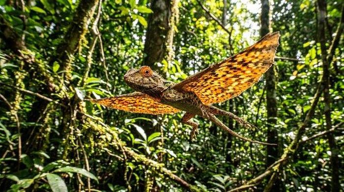 Draco volans có thể lượn qua khoảng cách vài mét để tiết kiệm năng lượng và tránh một số mối nguy. (Ảnh: NatGeo)