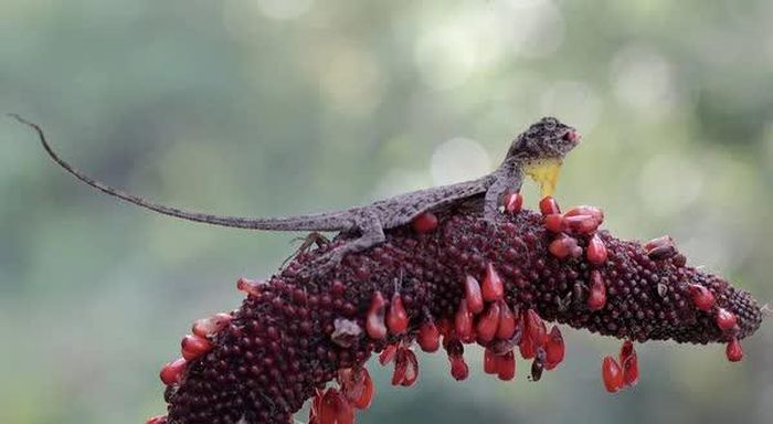 National Geographic mô tả các loài thằn lằn Draco sống ở khu vực rừng rậm, phân bố từ Philippines, Borneo, Đông Nam Á đến Nam Ấn Độ. (Ảnh: NatGeo)
