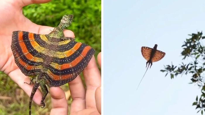 Sự thật phía sau "loài rồng" này không phải sinh vật thần thoại, mà là một loài thằn lằn có thật trong tự nhiên, tên khoa học là Draco volans. (Ảnh: NatGeo)